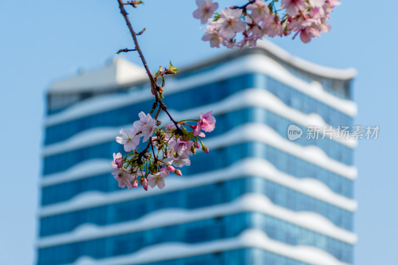 现代建筑背景下的樱花烂漫景象