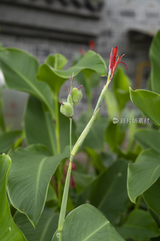 夏季生长盛开的美人蕉