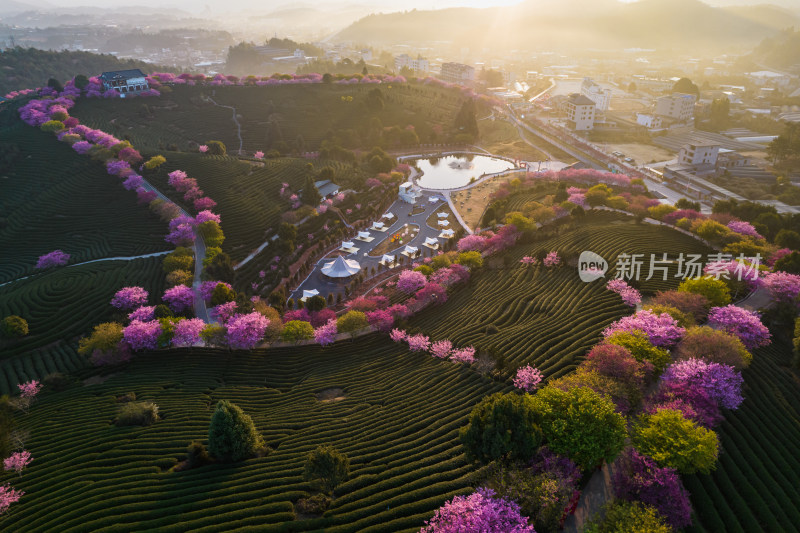 福建龙岩永福台品樱花茶园