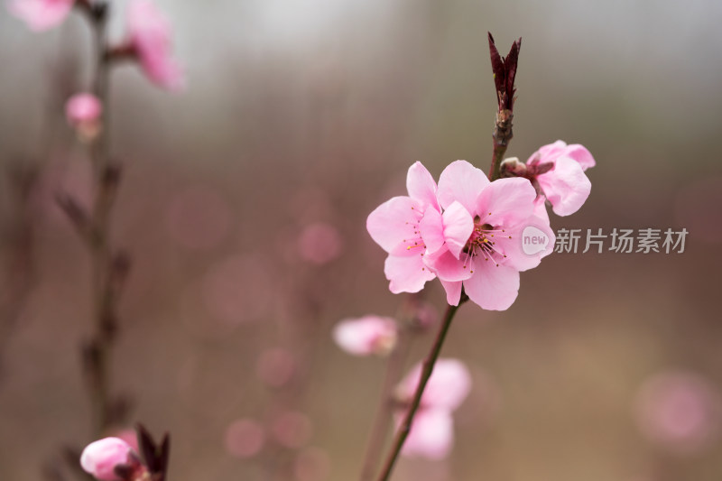 春季观赏的桃花朵朵开在公园