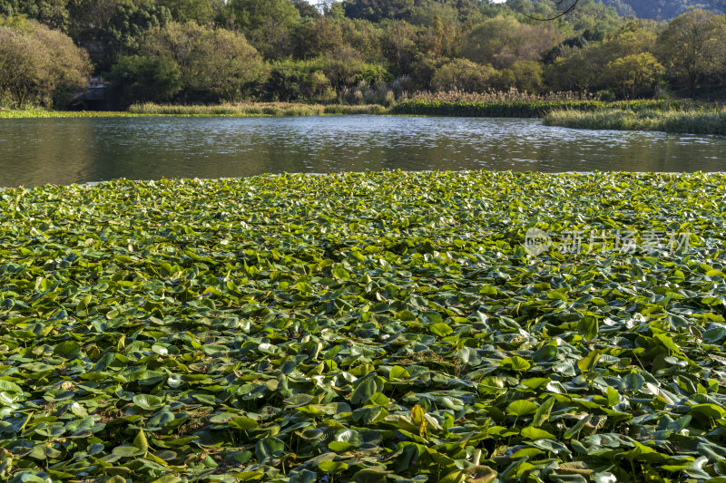 杭州西湖茅家埠江南水乡风景