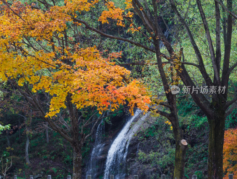 河南洛阳市白云山景区秋季的枫林和瀑布