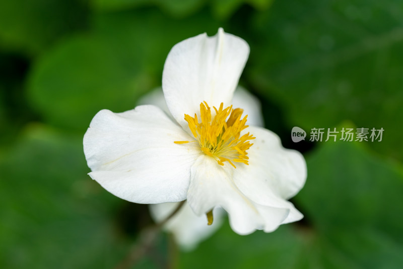 药用植物血水草开花特写