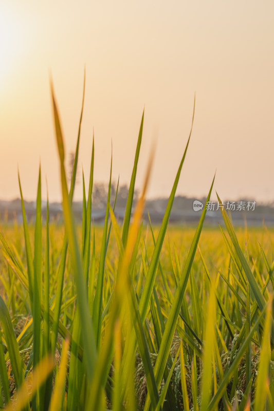 夕阳下的一片稻田