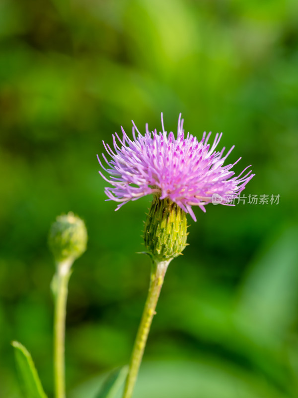 春天野外的小蓟草开花