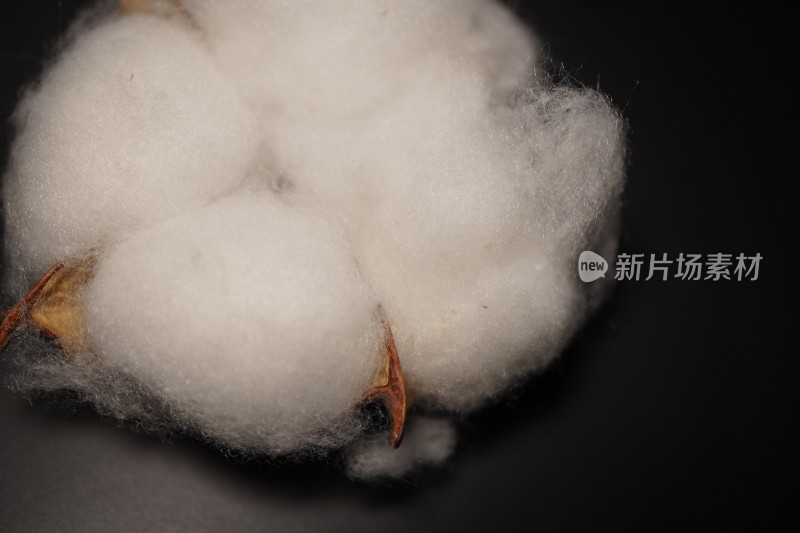 棉花棉桃经济棉花籽