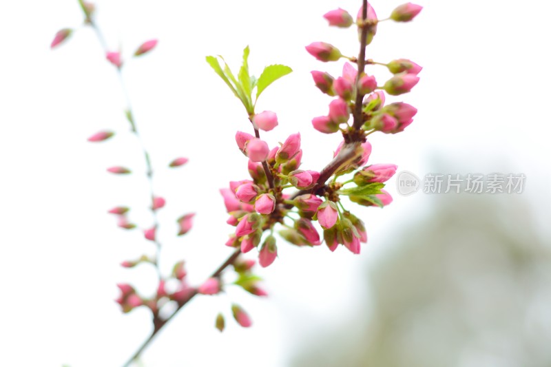 桃花花蕊花骨朵