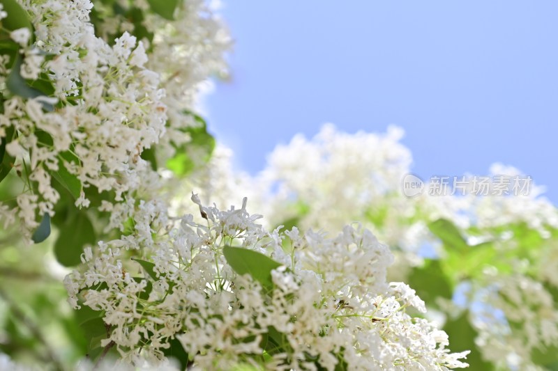 流苏·树·花·流苏花·植物