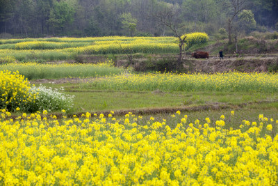 乡村景色油菜花田园劳动