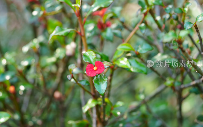 红色开花植物无刺麒麟