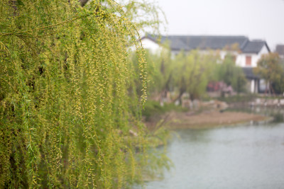 苏州园博园的春天 柳树绿了
