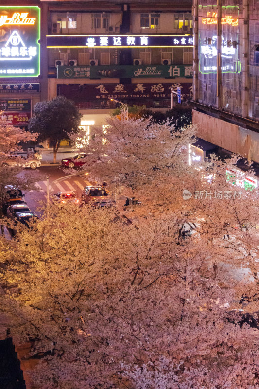 湖南常德府坪街春季樱花街道夜景