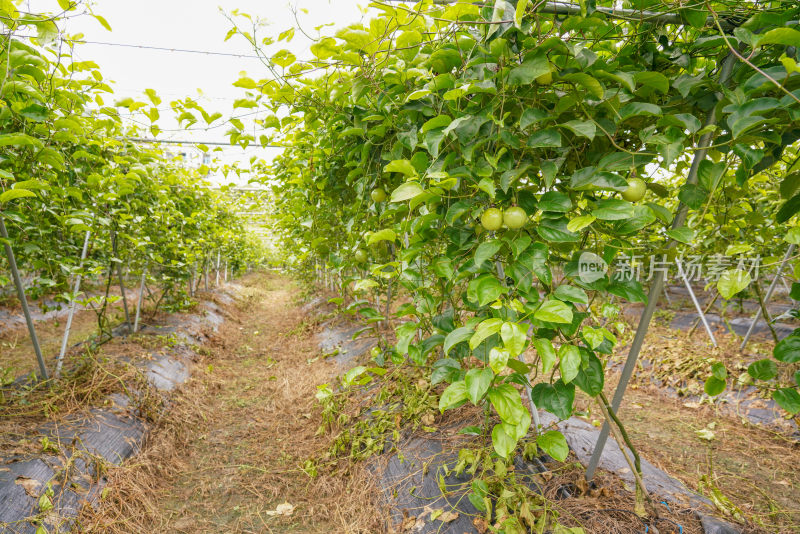 黄金百香果种植园户外生态种植