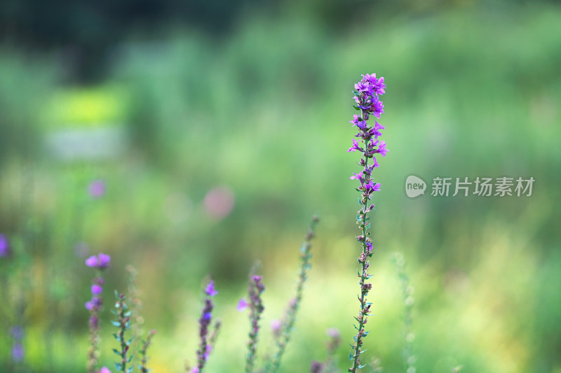 杂草白屈菜特写