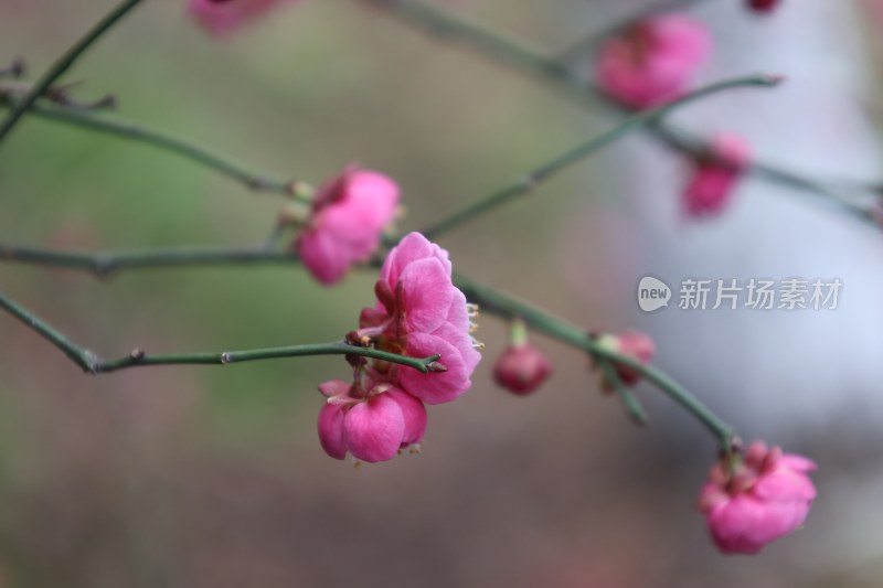 特写粉色梅花花枝