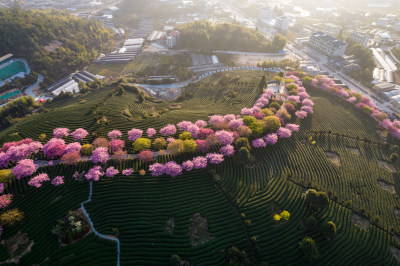 福建龙岩永福台品樱花茶园