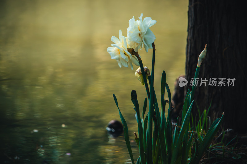 春天湖水畔的白色水仙花