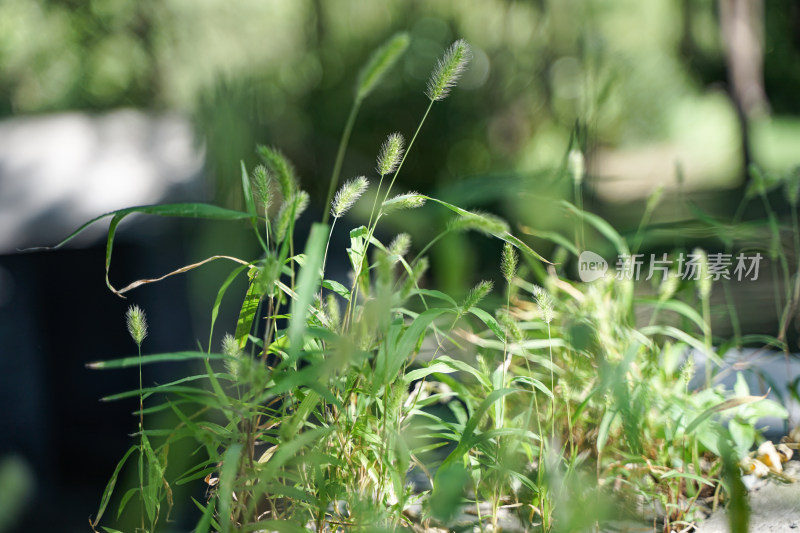 室外的野草杂草