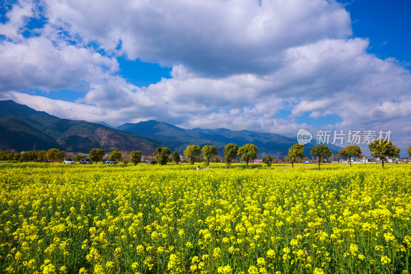 油菜花田与山