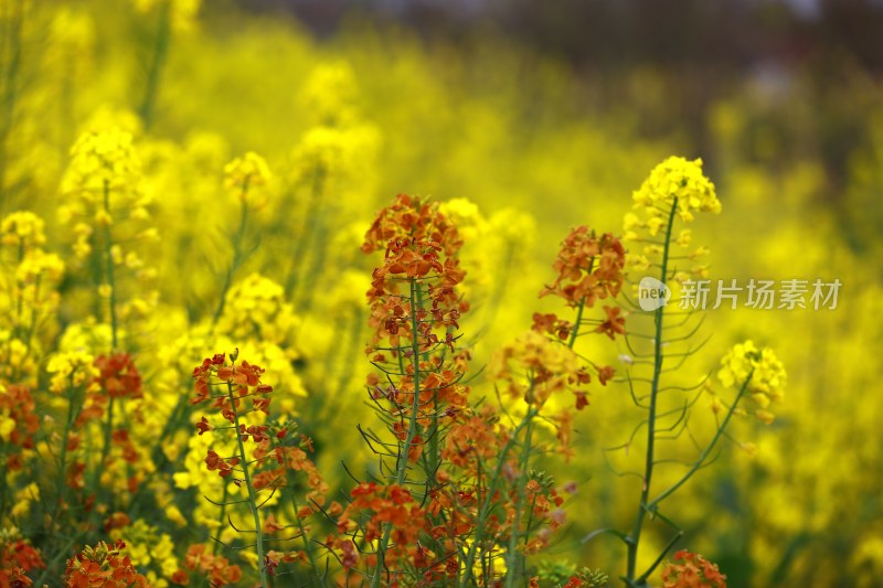 汉中皇塘的油菜花