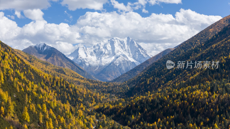 雅拉雪山秋天杉树松树彩林秋景