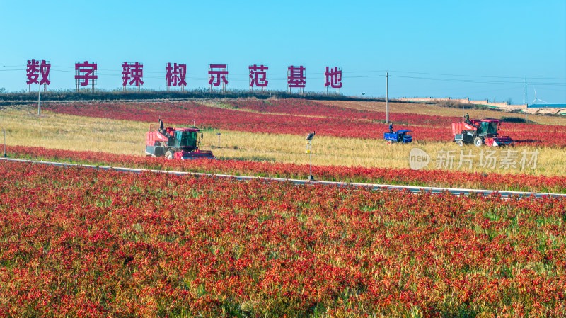 5G数字辣椒种植基地丰收航拍