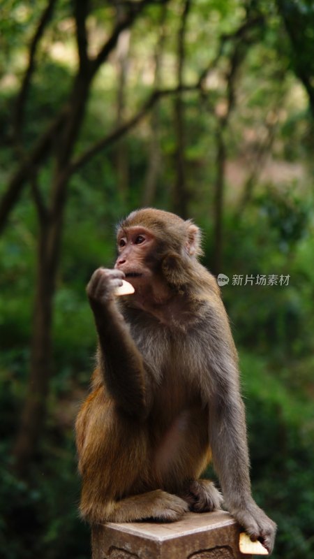 猴子吃饼干 宣传片