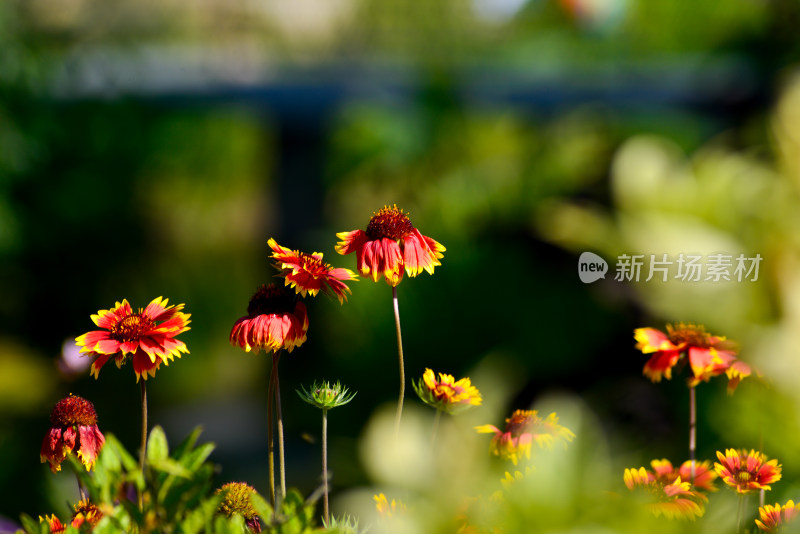 植物园的花花草草