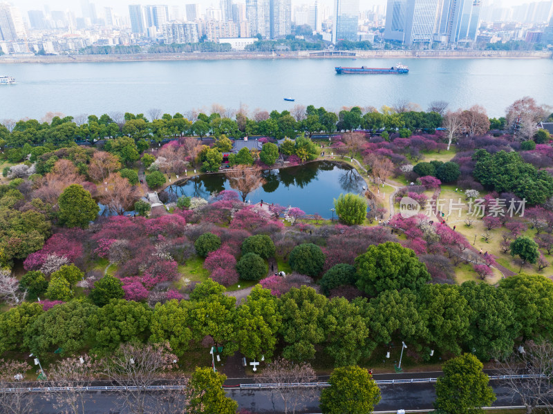 长沙橘子洲梅园梅花