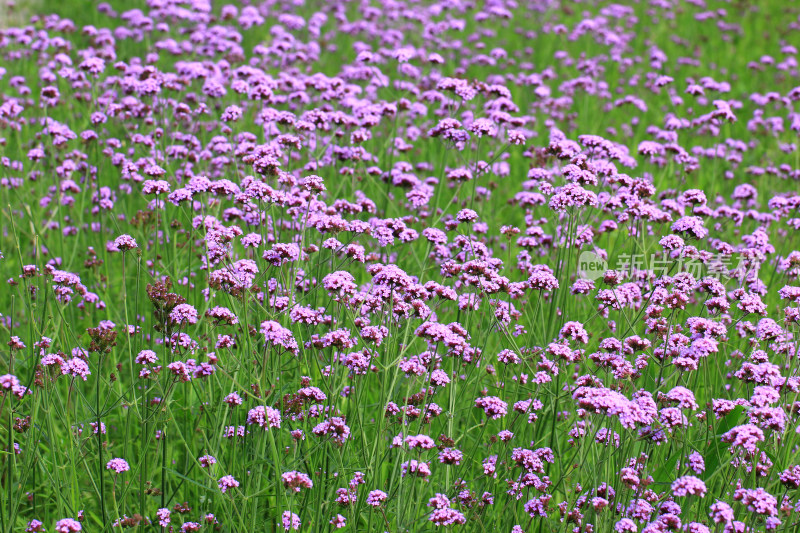 全画幅紫色野花背景