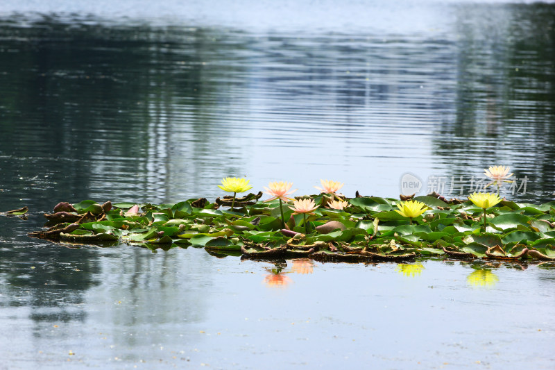 漂浮在湖面上的睡莲花