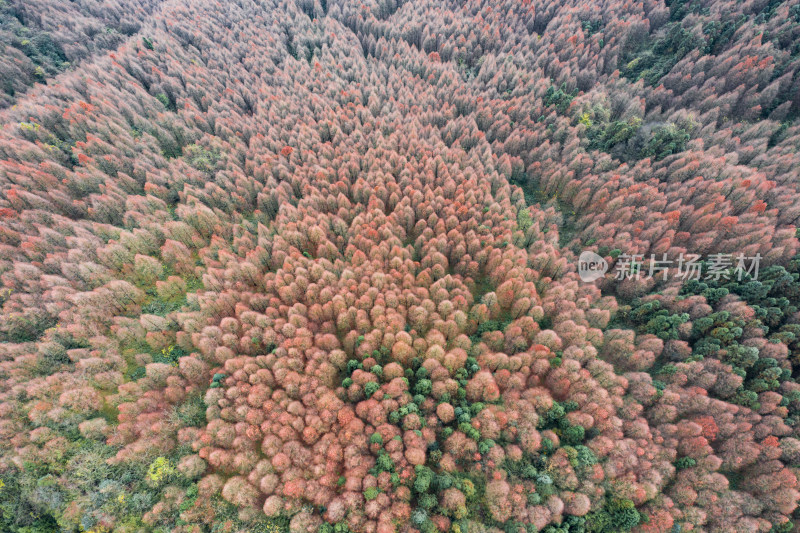 秋日山林的色彩交响彩林风光