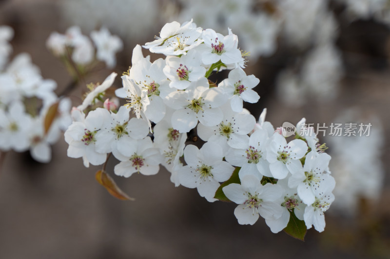 梨花生机户外风光梨花盛开