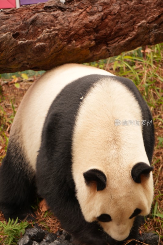 大熊猫户外活动和栖息的可爱模样