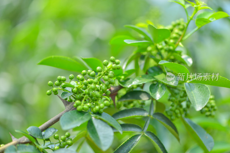 青花椒种植基地