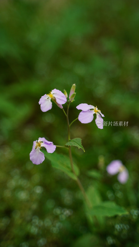 花草素材——二月兰