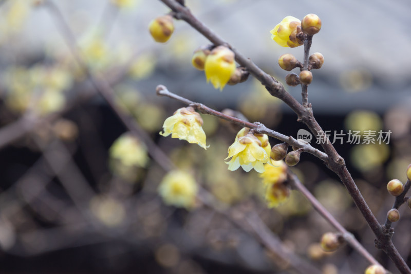 腊梅花枝特写展现初春生机