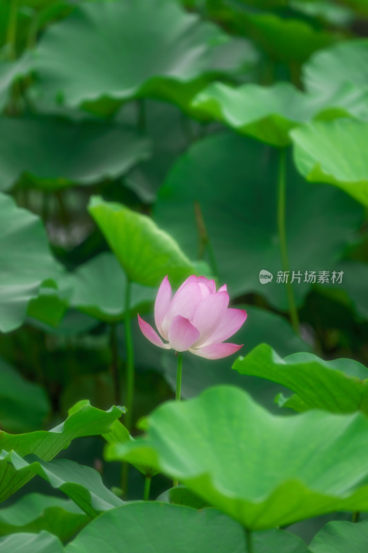 荷花荷叶夏日植物绿色自然户外