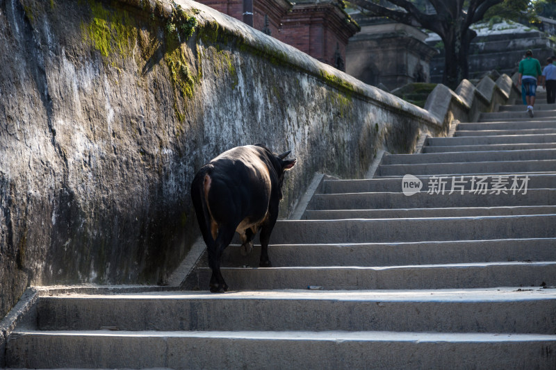 尼泊尔加德满都帕斯帕缇娜神庙