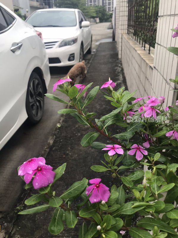 实拍漂亮的花朵