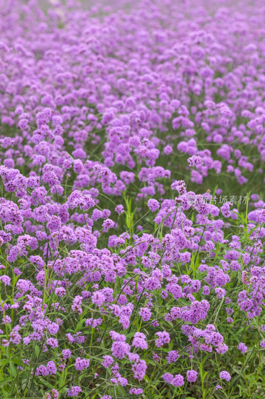 春天紫色的马鞭草花海