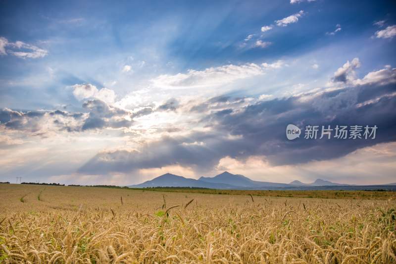 小麦，麦田，田园里的麦子