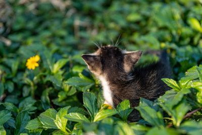 草丛里的小猫咪