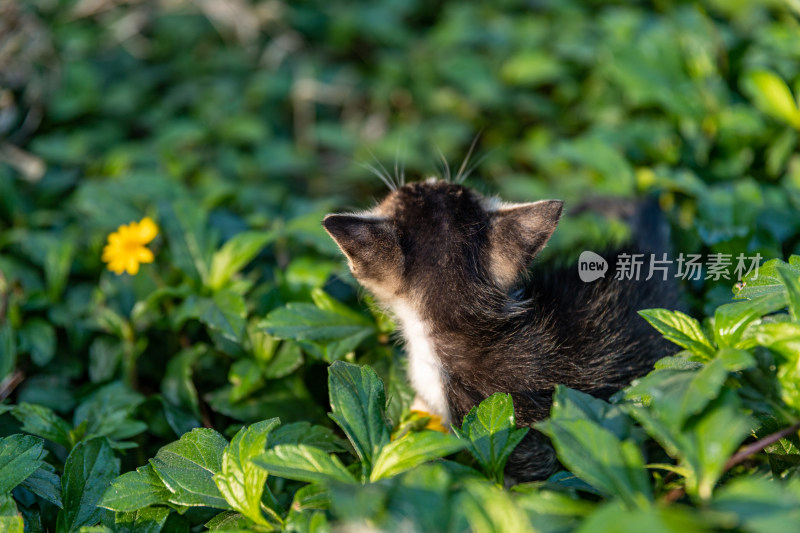 草丛里的小猫咪