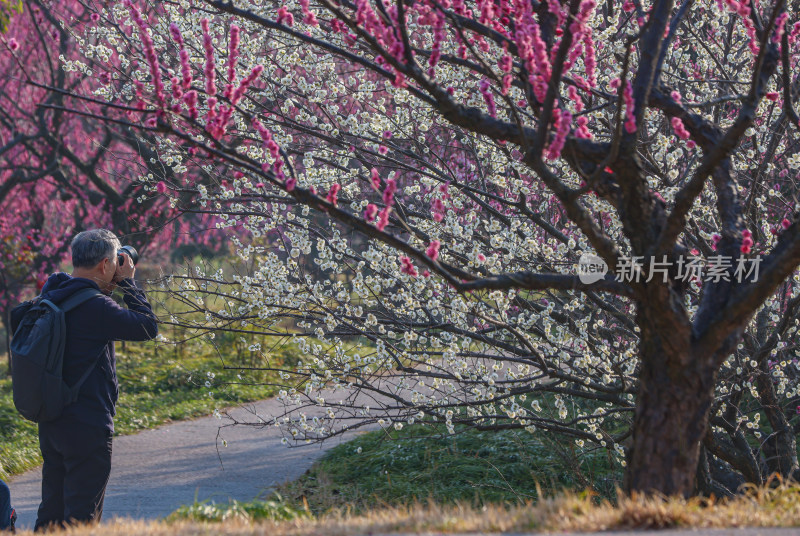 花开海上梅花节