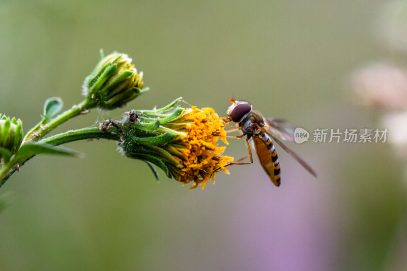 蜜蜂微距生态摄影