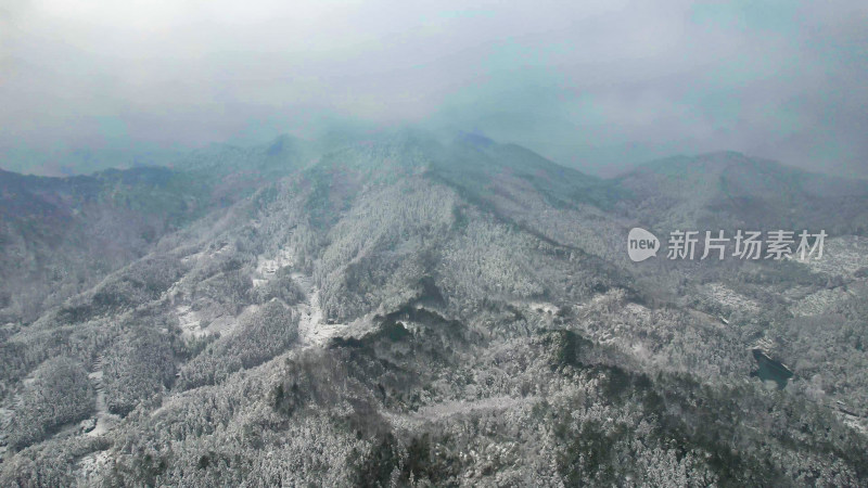 森林雪景