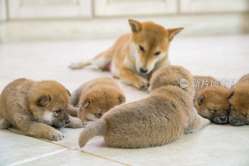 狗妈妈陪伴在孩子们身边