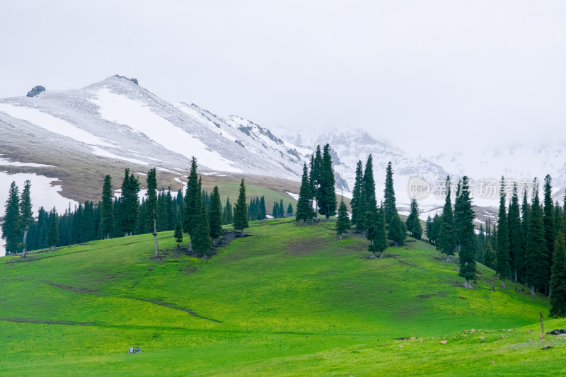 新疆伊犁那拉提雪山森林草原风光