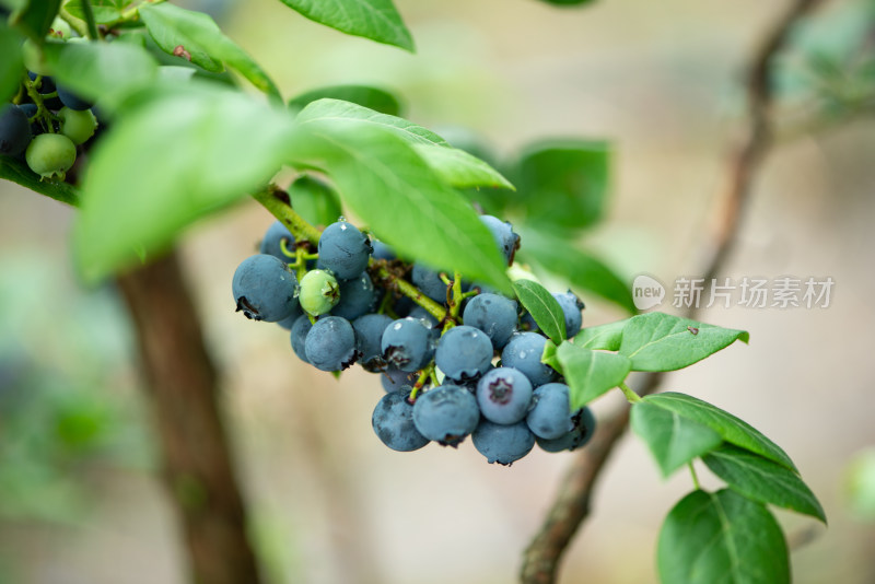 果园蓝莓果实
